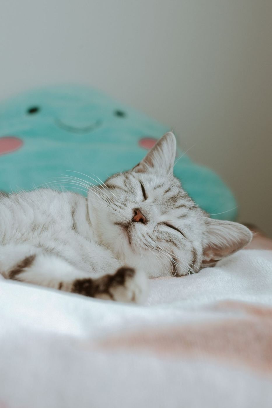 A tabby cat asleep on a soft bed