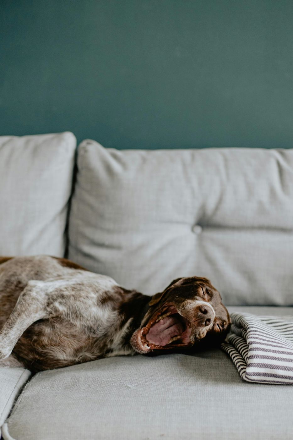 A dog stretched out on a grey sofa in a calm living room